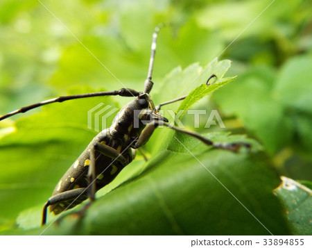 Kiboshikamikiri Kiboshikamikiri 33894855