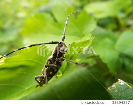 Kiboshikamikiri 33894857