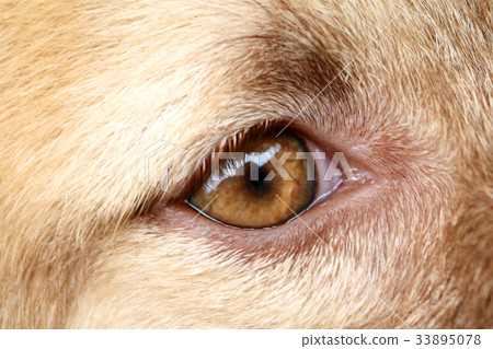 The eyes of Thai bangkaew dog The eyes of Thai bangkaew dog 33895078