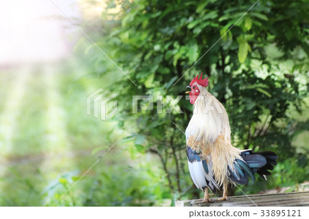 White rooster crows early morning in the garden 33895121