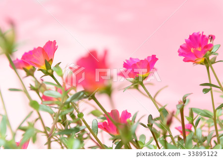Beautiful small pink flower field soft background  33895122