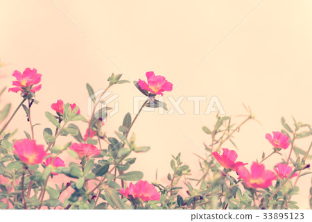 Beautiful small pink flower field soft background  33895123