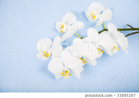 Orchid (Phalaenopsis) on a blue wooden table Orchid (Phalaenopsis) on a blue wooden table 33895267