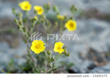 Cultivar shrubby cinquefoil or Dasiphora fruticosa Cultivar shrubby cinquefoil or Dasiphora fruticosa 33895575
