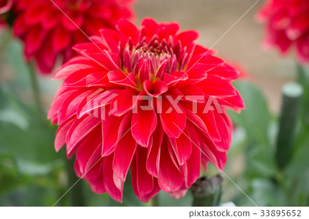 大麗花 大麗花 33895652