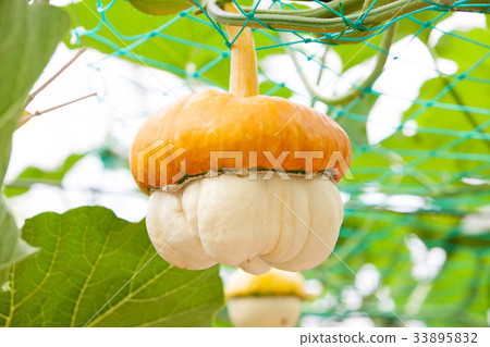 貝雷帽琥珀 33895832