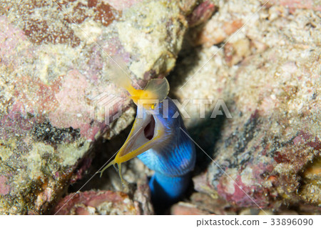 Hana beetle Hana beetle 33896090