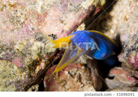 哈娜甲蟲 33896091