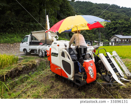 Rice harvest Rice harvest 33896131