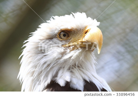 白頭鷹 33896456