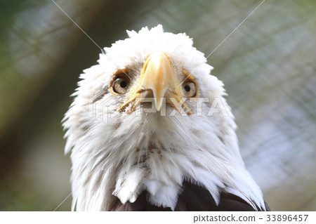 白頭鷹 33896457