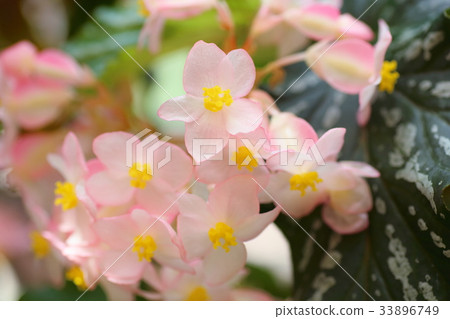Flower of Okinawa Begonia Flower of Okinawa Begonia 33896749