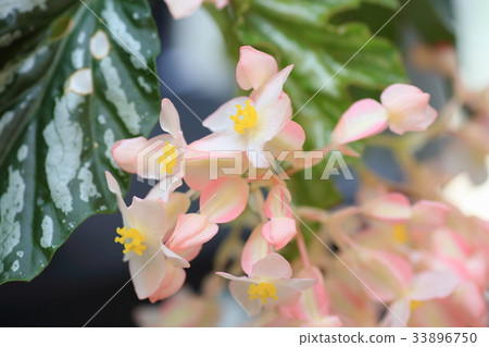 Flower of Okinawa Begonia Flower of Okinawa Begonia 33896750