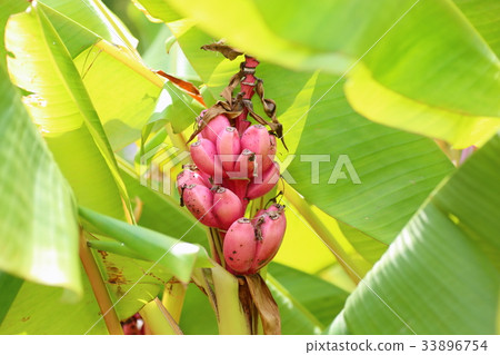 粉紅香蕉果實 33896754