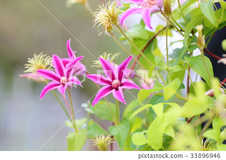 鐵線蓮花 33896946