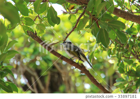 Pulsatilla on the tree Pulsatilla on the tree 33897181