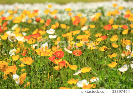 Poppy 2994 33897464