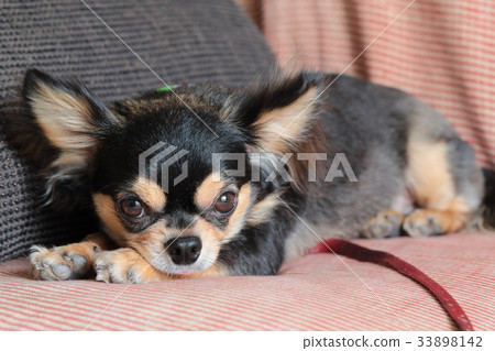 Dog Chihuahua Sitting Sideways Dog Chihuahua Sitting Sideways 33898142