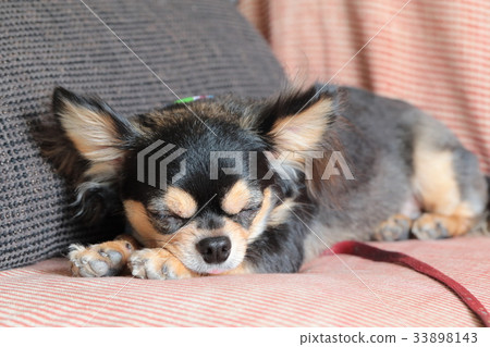 Child dog Chihuahua nap Child dog Chihuahua nap 33898143