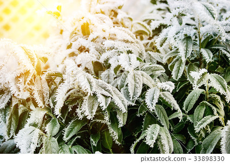 Frozen tree branches Frozen tree branches 33898330