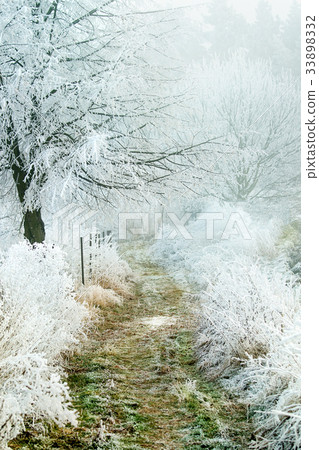 Frozen winter forest path Frozen winter forest path 33898332