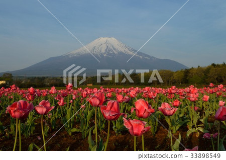 鬱金香和富士山 鬱金香和富士山 33898549