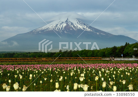 富士山和富士山和郁金香 富士山和富士山和郁金香 33898550