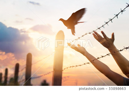 hands free the bird above a wire fence barbed 33898663