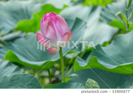 粉色荷花 粉色荷花 33900877