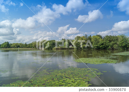 夏季森林和池塘 33900878