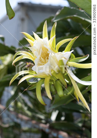 Dragon fruit flowers 33900968