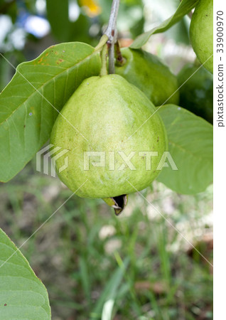 Guava 33900970