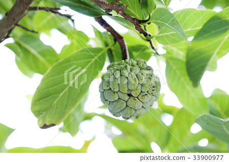 佛頭(Shakato)Ban Reishi 佛頭(Shakato)Ban Reishi 33900977