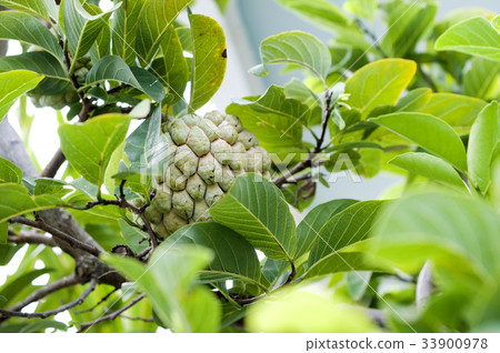 佛頭(Shakato)Ban Reishi 佛頭(Shakato)Ban Reishi 33900978