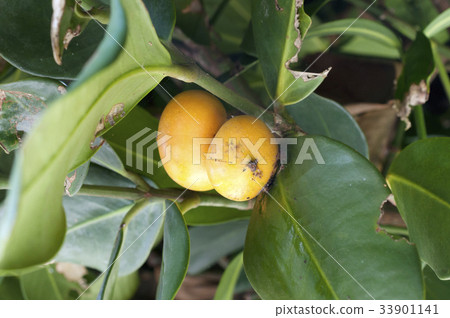 Fruit of Fukugi Fruit of Fukugi 33901141
