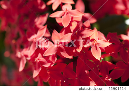 Ixora Coccinea (Santanka) Ixora Coccinea (Santanka) 33901314