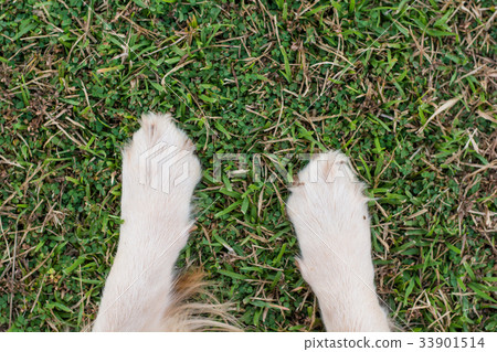 dog paws in the green grass. dog paws in the green grass. 33901514