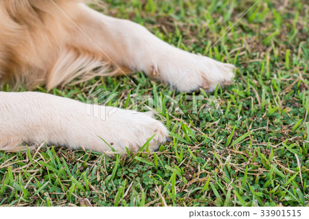 dog paws in the green grass. dog paws in the green grass. 33901515