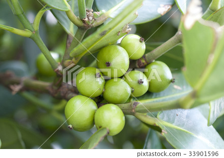 Fukugi fruit (immature) Fukugi fruit (immature) 33901596