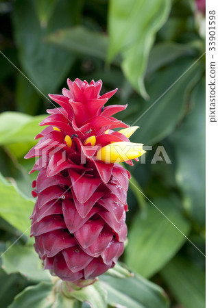 Tropical plant Costas · Barbatas (spiral · ginger) 33901598