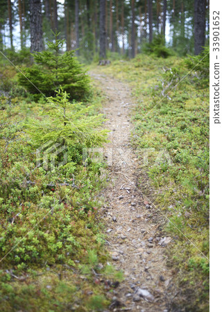 landscape with a path in the forest, blurred image landscape with a path in the forest, blurred image 33901652
