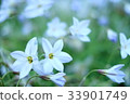 Pretty spring flowers 33901749