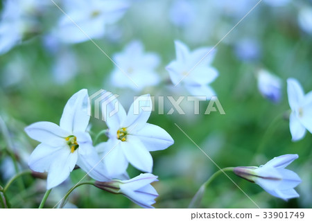 Pretty spring flowers Pretty spring flowers 33901749
