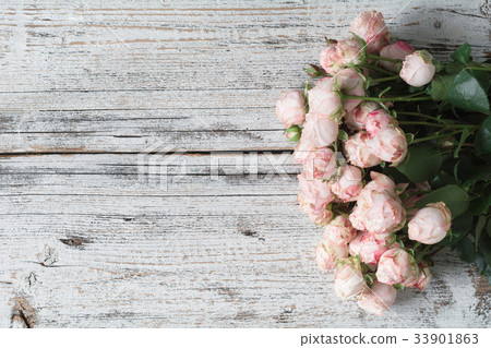 Pink shrub roses on vintage wooden background with 33901863