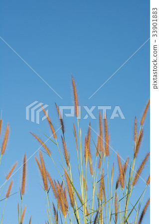 feacher pennisetum or mission grass with sky feacher pennisetum or mission grass with sky 33901883