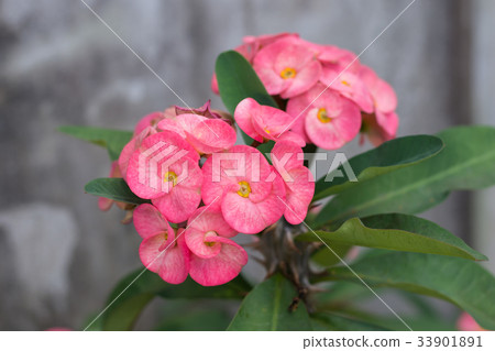 Crown of thorns flowers 33901891