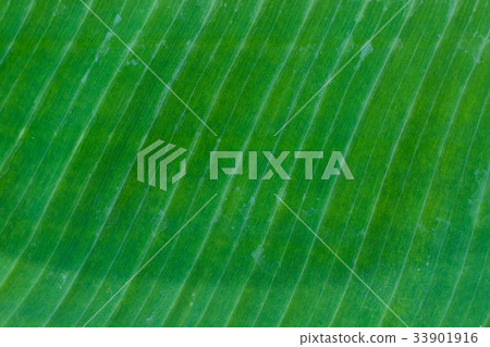 Banana leaves background 33901916