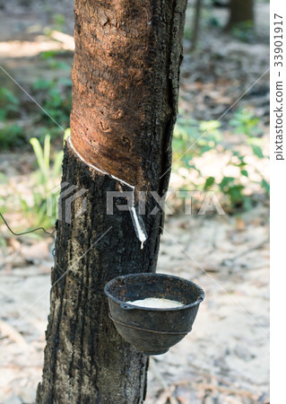 Rubber Latex of rubber trees in rubber garden 33901917