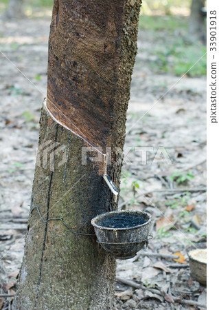 Rubber Latex of rubber trees in rubber garden 33901918