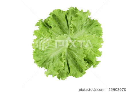 Salad leaf. Lettuce isolated on white background Salad leaf. Lettuce isolated on white background 33902078